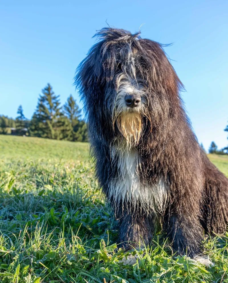 iPet.ch GmbH — Zoofachhandel in Ulmiz, Freiburg. Bewertung 4.8/5.