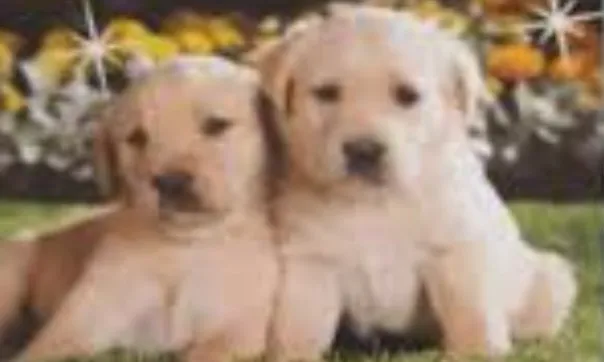 Gardiennage de loulous — Katzenpension in Develier, Jura. Bewertung 5.0/5.