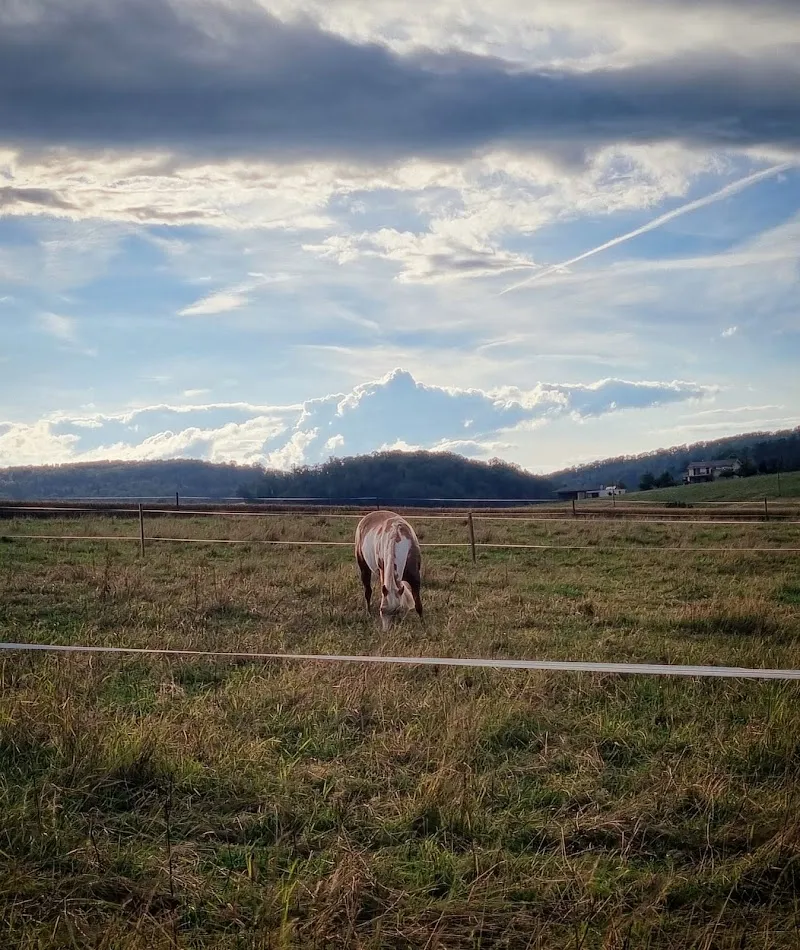 Heusler Ranch — Katzenpension in Bonfol, Jura. Bewertung 5.0/5.