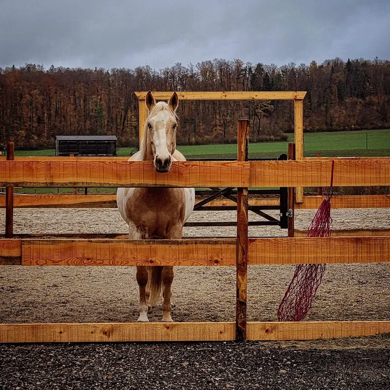 Heusler Ranch — Pension pour chats, Bonfol, Jura. Foto 2