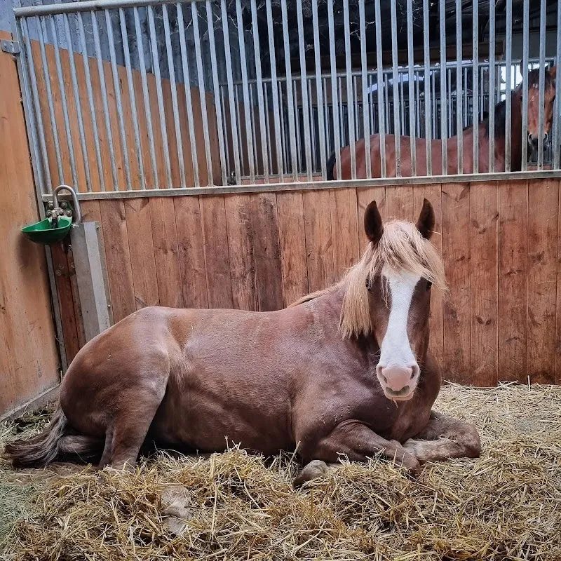 Heusler Ranch — Pension pour chats, Bonfol, Jura. Foto 3