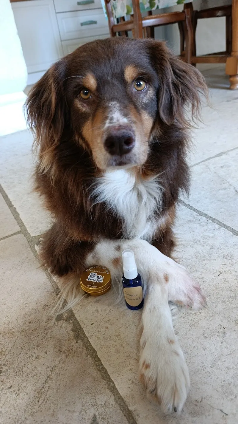 Clamay Geneva — Zoofachhandel, Chêne-Bougeries, Genf. Foto 2