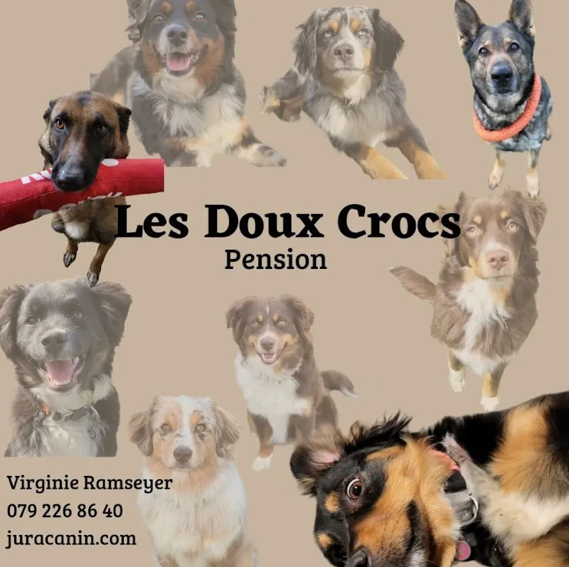 Jura Canin — Katzenpension in Cornol, Jura. Bewertung 4.7/5.