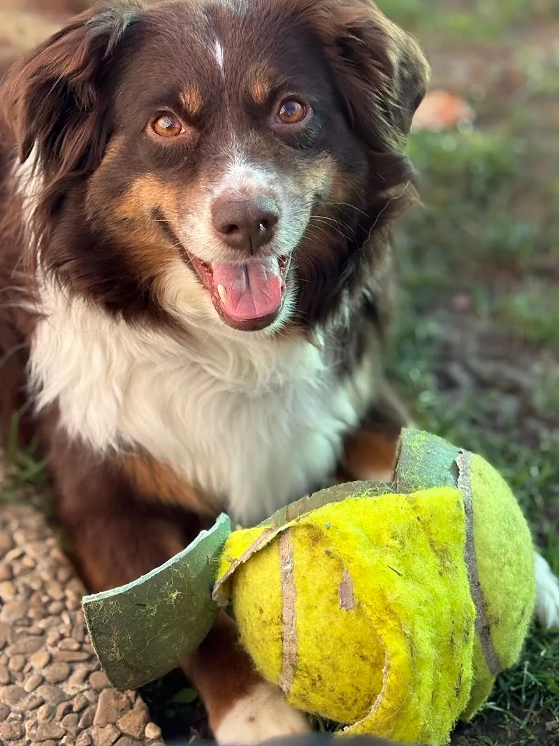 Jura Canin — Katzenpension, Cornol, Jura. Foto 2