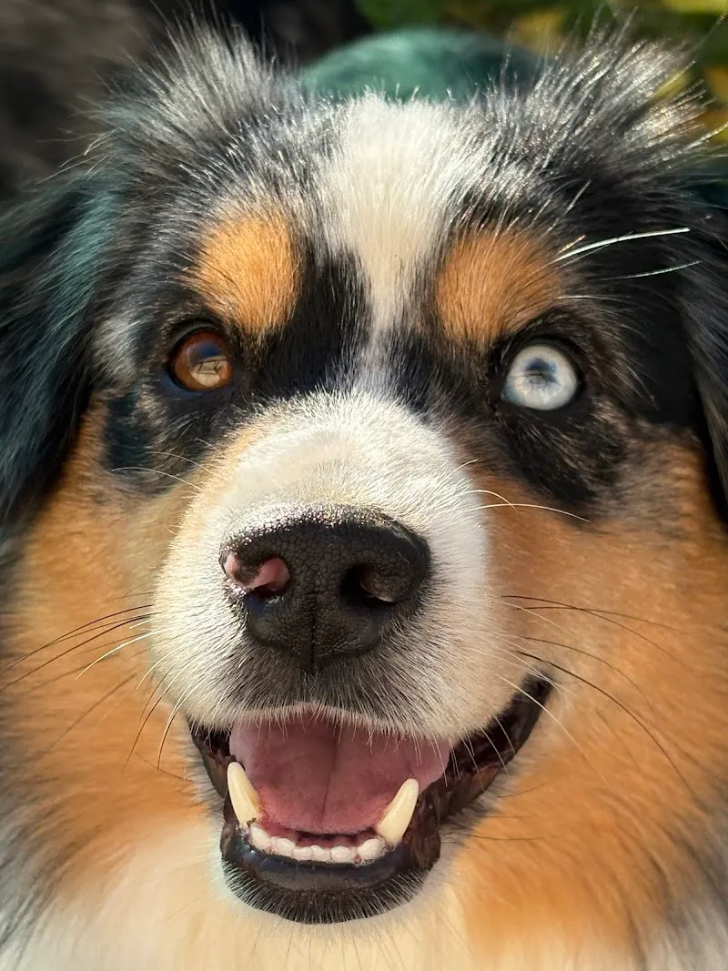 Jura Canin — Katzenpension, Cornol, Jura. Foto 3