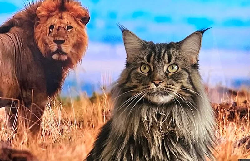 Fressnapf Thônex — Zoofachhandel, Thônex, Genf. Foto 3