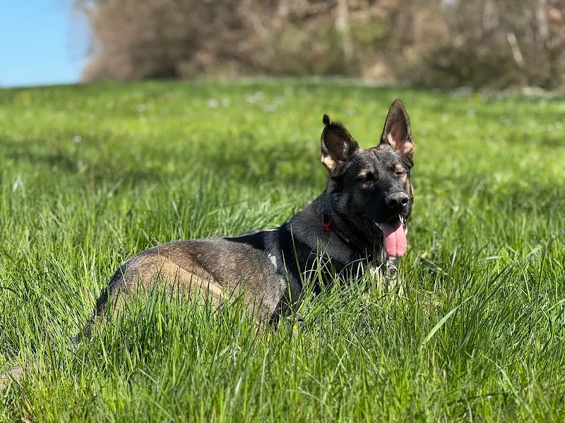 Kroumy Raw Dog Food — Animalerie, Chêne-Bougeries, Genève. Foto 2