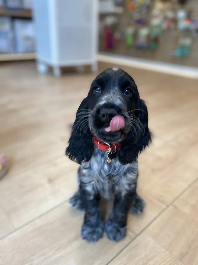 LEPETSHOP.CH Plainpalais — Zoofachhandel in Genève, Genf. Bewertung 4.0/5.