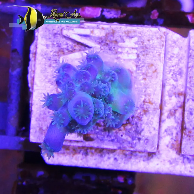 Récif'All — Zoofachhandel in Meyrin, Genf. Bewertung 5.0/5.