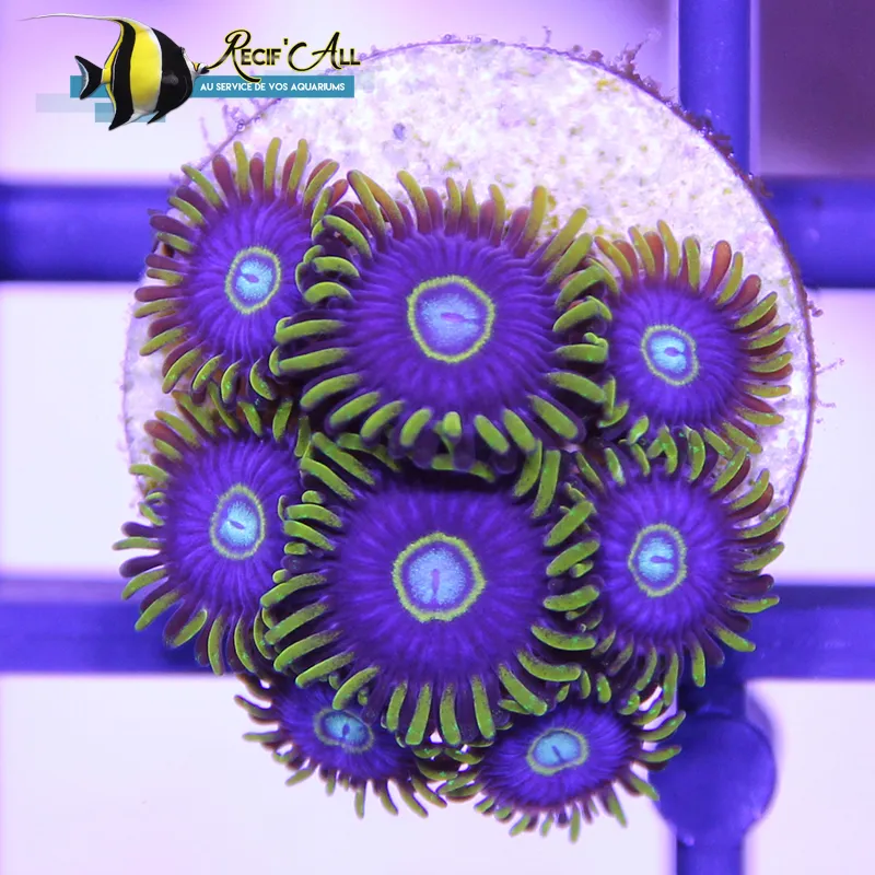 Récif'All — Animalerie, Meyrin, Genève. Foto 2