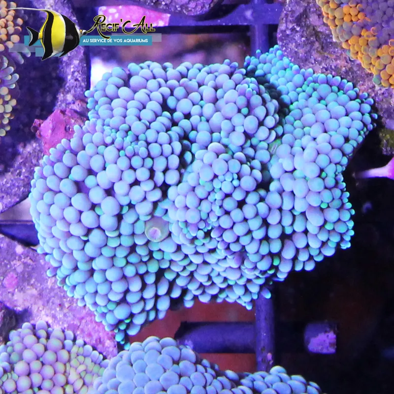 Récif'All — Animalerie, Meyrin, Genève. Foto 3