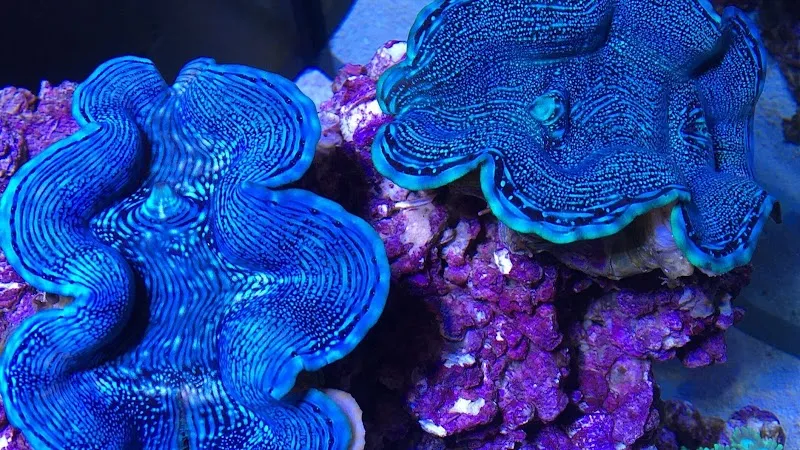 Ocean4you — Zoofachhandel in Igis, Graubünden. 