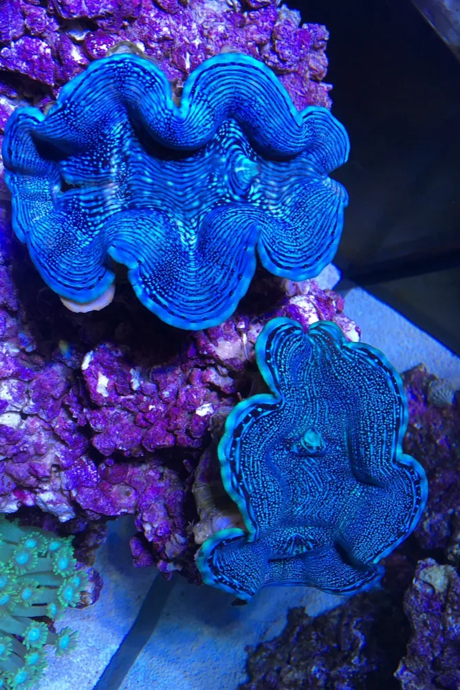 Ocean4you — Animalerie, Igis, Grisons. Foto 3