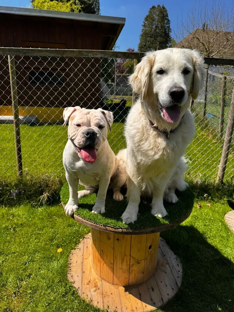 Amorinas-Tierparadies — Katzenpension in Gettnau, Luzern. Bewertung 4.6/5.