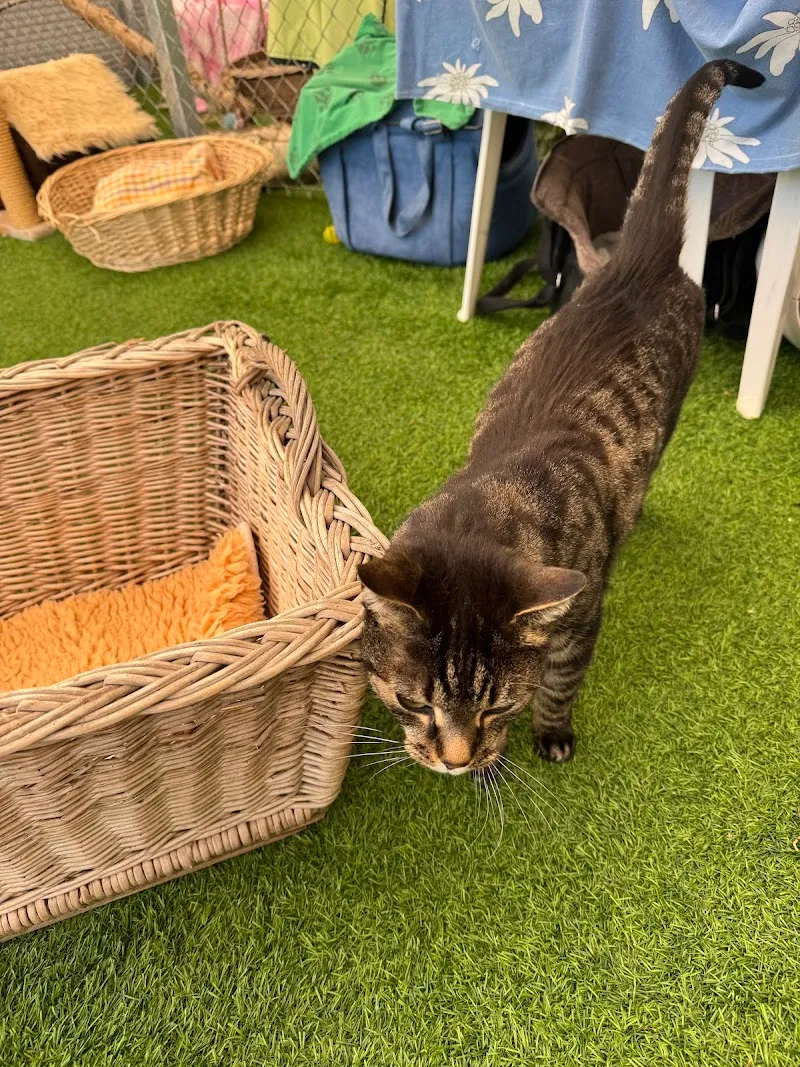 Amorinas-Tierparadies — Pension pour chats, Gettnau, Lucerne. Foto 2