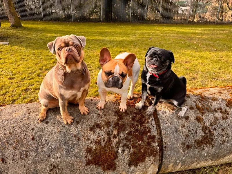 Amorinas-Tierparadies — Pension pour chats, Gettnau, Lucerne. Foto 3