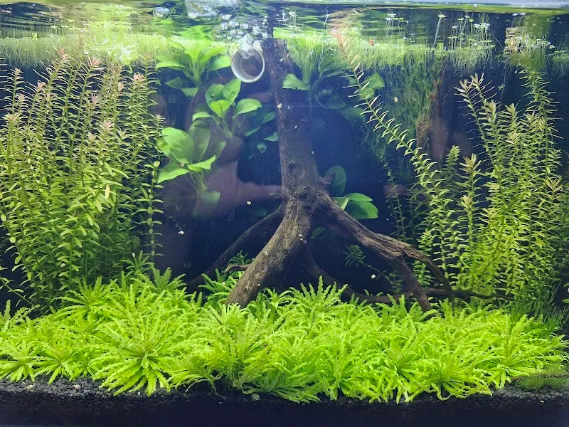 Pascony Aquarium Design Gantenbein — Zoofachhandel, Untervaz, Graubünden. Foto 3