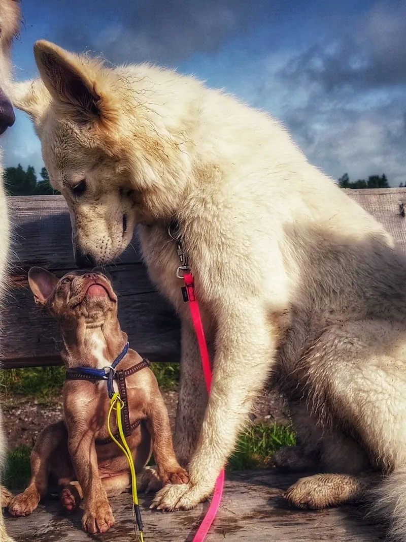 Buddy4Dogs — Katzenpension in Dierikon, Luzern. Bewertung 5.0/5.