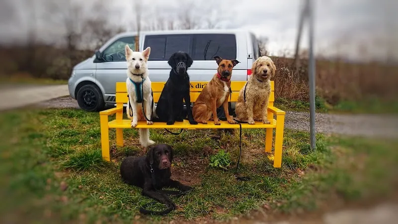 Buddy4Dogs — Katzenpension, Dierikon, Luzern. Foto 2
