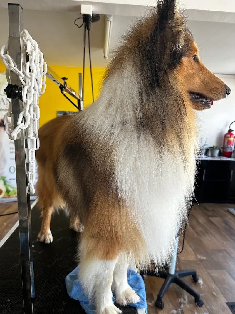 Au Bonheur des Animaux — Animalerie, Tavannes, Berne. Foto 2