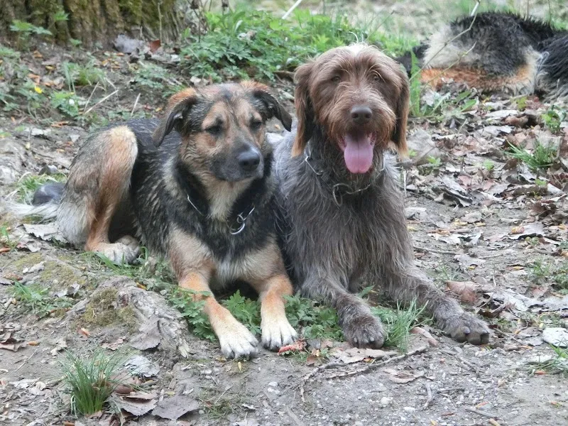 Croq'services — Zoofachhandel in Courgenay, Jura. Bewertung 4.9/5.