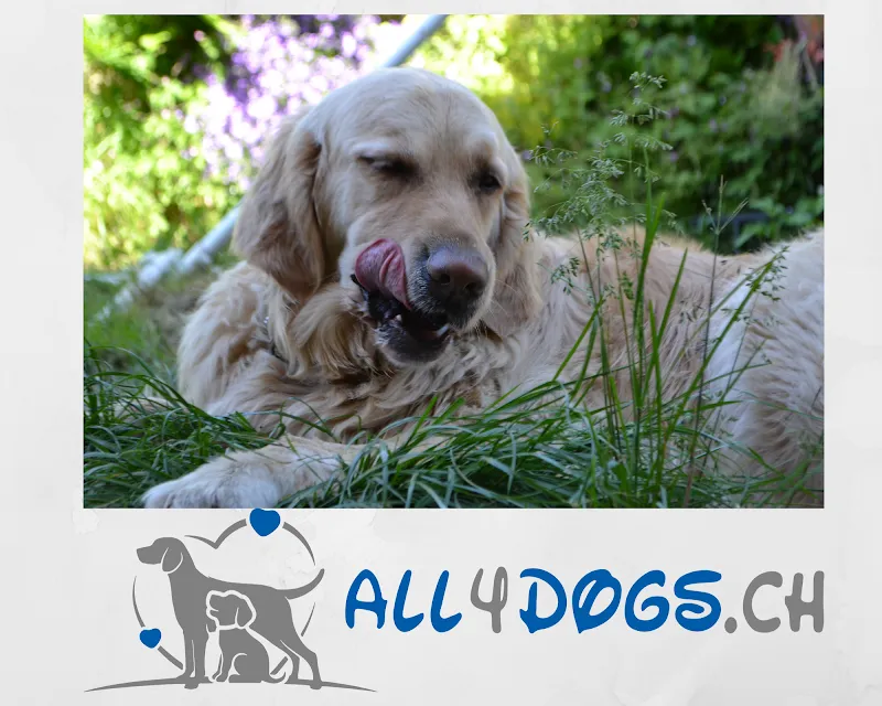All4Dogs GmbH — Animalerie, Hitzkirch, Lucerne. Foto 2