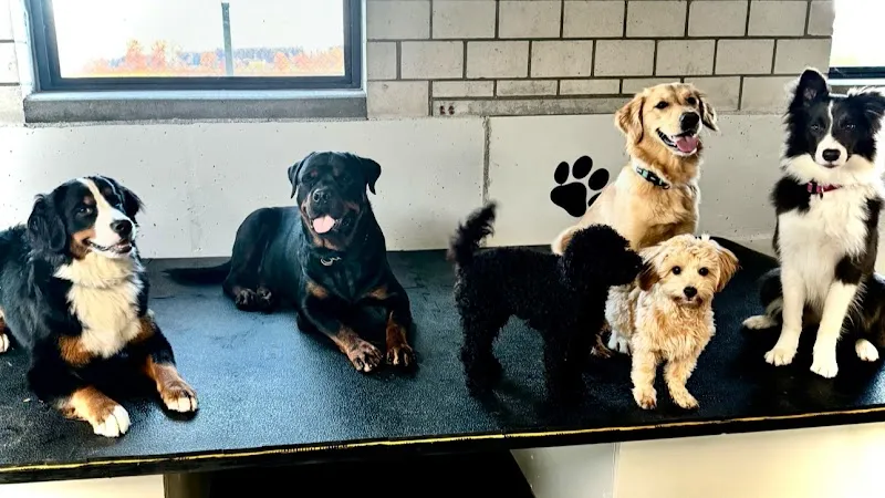 Dogcenter Rothenburg — Katzenpension in Rothenburg, Luzern. Bewertung 5.0/5.