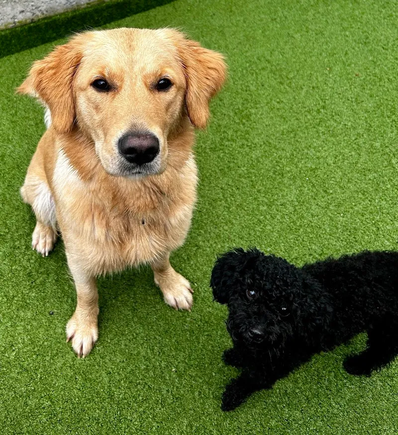 Dogcenter Rothenburg — Katzenpension, Rothenburg, Luzern. Foto 2