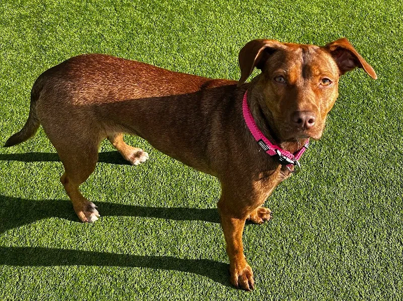 Dogcenter Rothenburg — Katzenpension, Rothenburg, Luzern. Foto 3