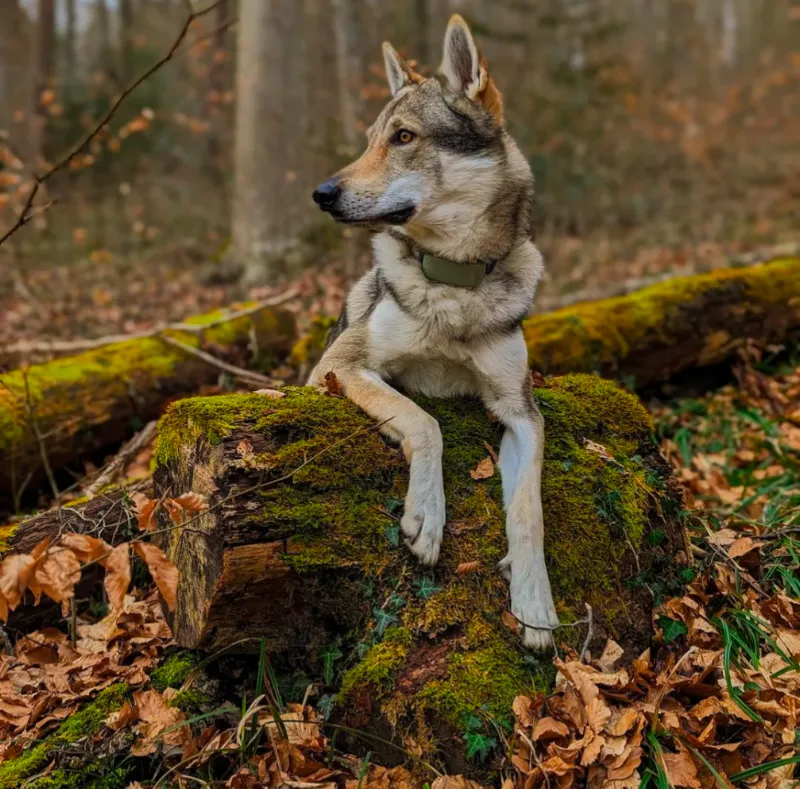 Futterbox GmbH — Zoofachhandel in Laufenburg, Aargau. Bewertung 4.7/5.