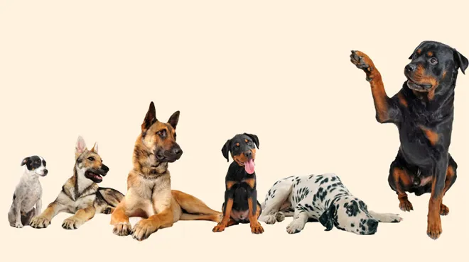 Futterbox GmbH — Zoofachhandel, Laufenburg, Aargau. Foto 2