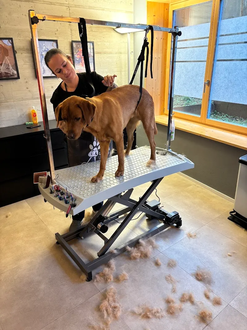 Hunde- & Katzensalon Fellwerk - Dog & Cat Grooming — Katzenpension in Kriens, Luzern. Bewertung 4.9/5.