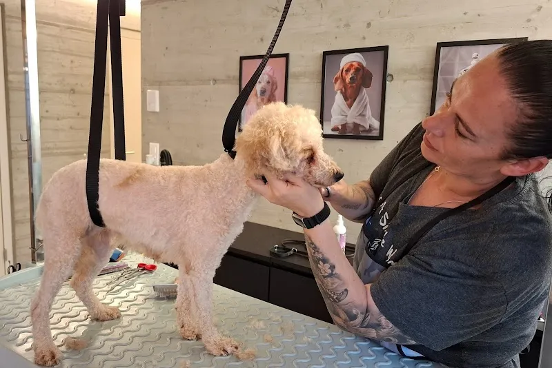 Hunde- & Katzensalon Fellwerk - Dog & Cat Grooming — Katzenpension, Kriens, Luzern. Foto 3