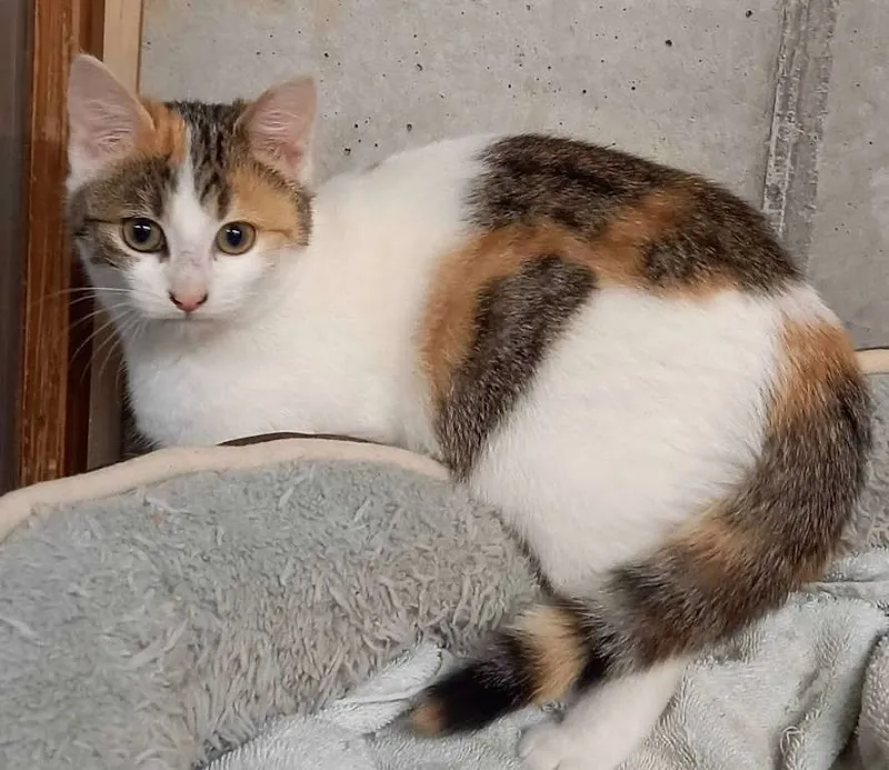 Tierbetreuung vor Ort — Katzenpension in Bünzen, Aargau. 