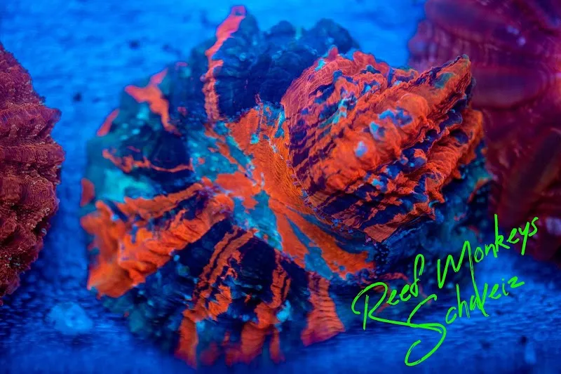 Reef Monkeys Schweiz GmbH — Zoofachhandel, Rain, Luzern. Foto 2