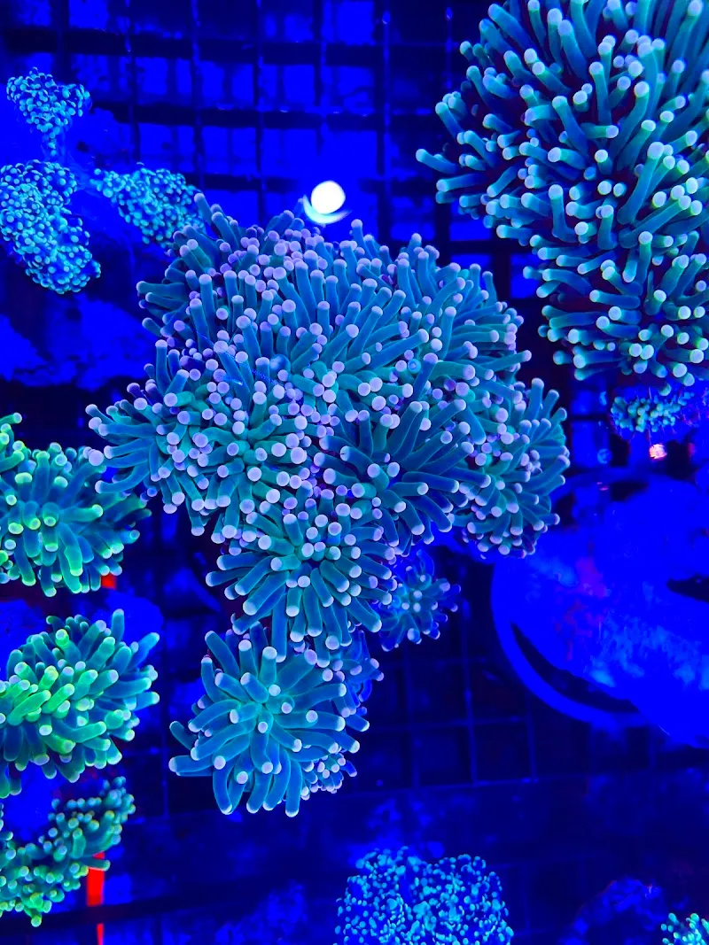 Reef Monkeys Schweiz GmbH — Zoofachhandel, Rain, Luzern. Foto 3