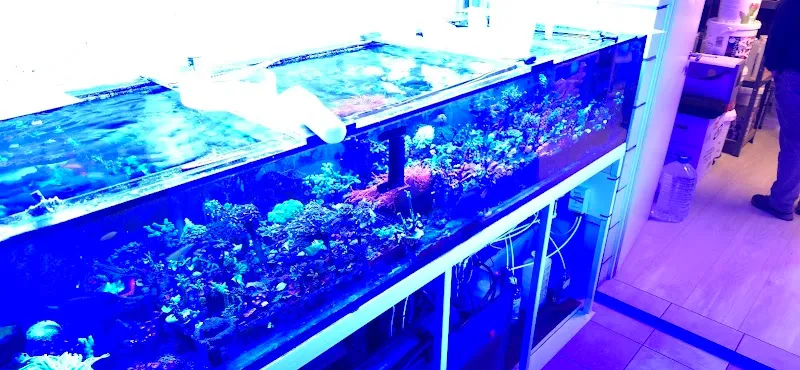 Swiss Coral Alliance - Private Korallen Zucht - Meerwasser Aquaristik — Zoofachhandel in Grosswangen, Luzern. Bewertung 5.0/5.