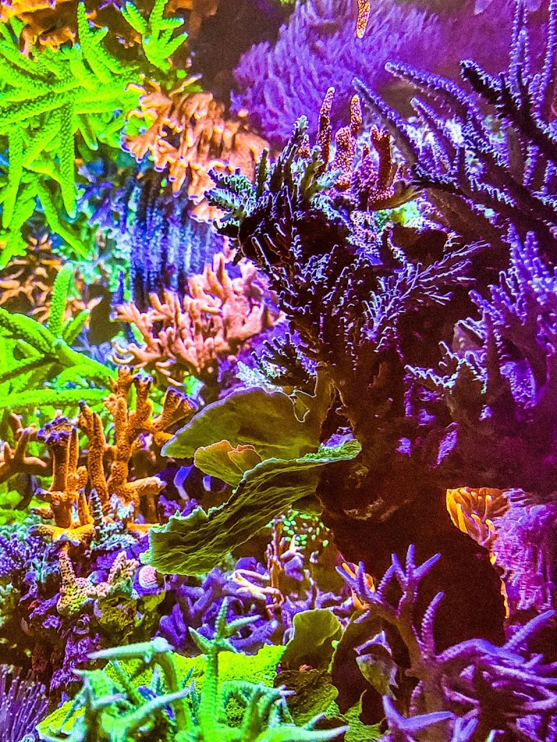 Swiss Coral Alliance - Private Korallen Zucht - Meerwasser Aquaristik — Zoofachhandel, Grosswangen, Luzern. Foto 2
