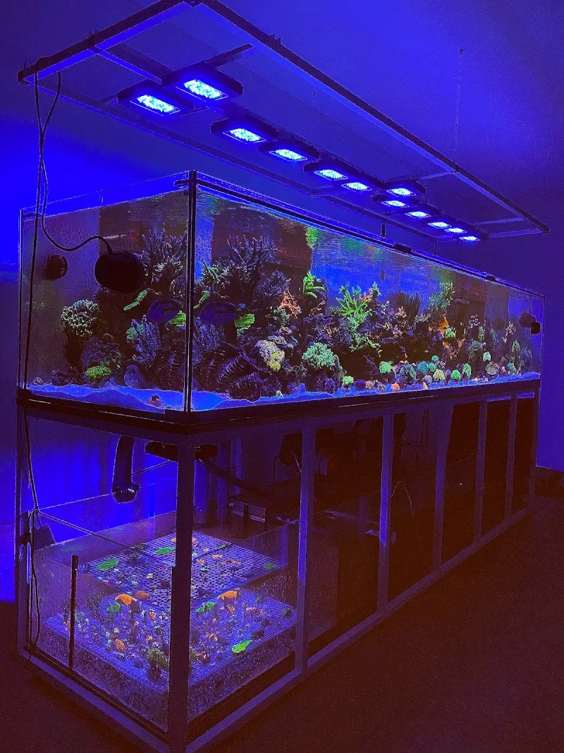 Swiss Coral Alliance - Private Korallen Zucht - Meerwasser Aquaristik — Zoofachhandel, Grosswangen, Luzern. Foto 3