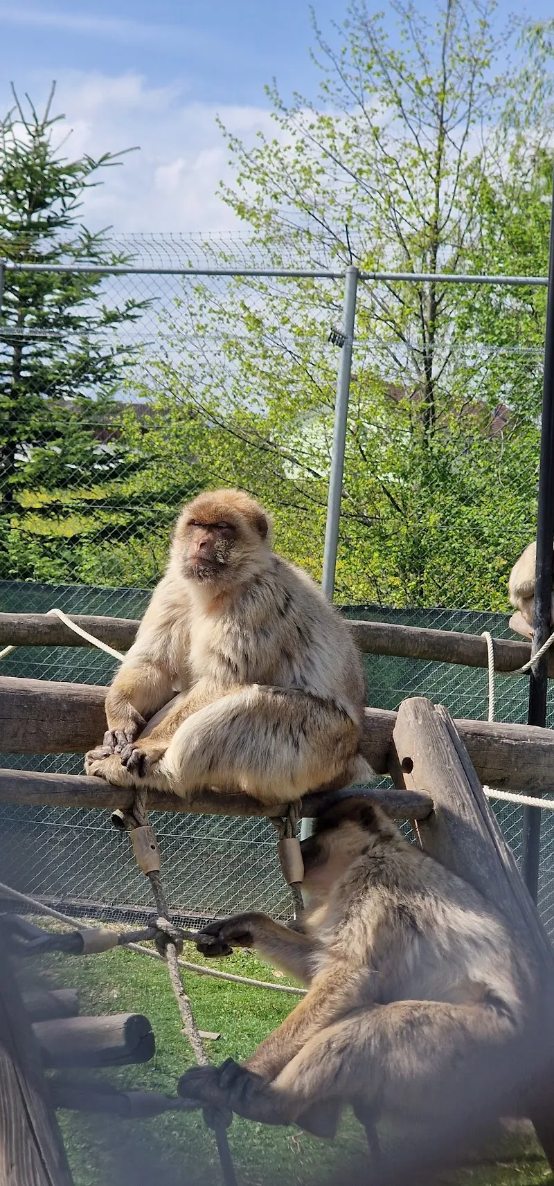 Toni's Zoo Holzhüsern — Animalerie, Rothenburg, Lucerne. Foto 2