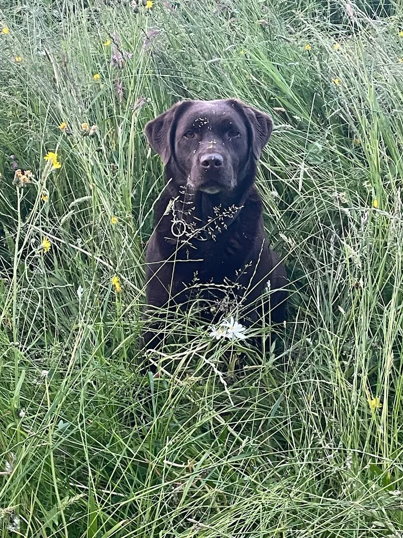Hundeferienpension Blosenberg — Katzenpension in Gunzwil, Luzern. Bewertung 4.2/5.