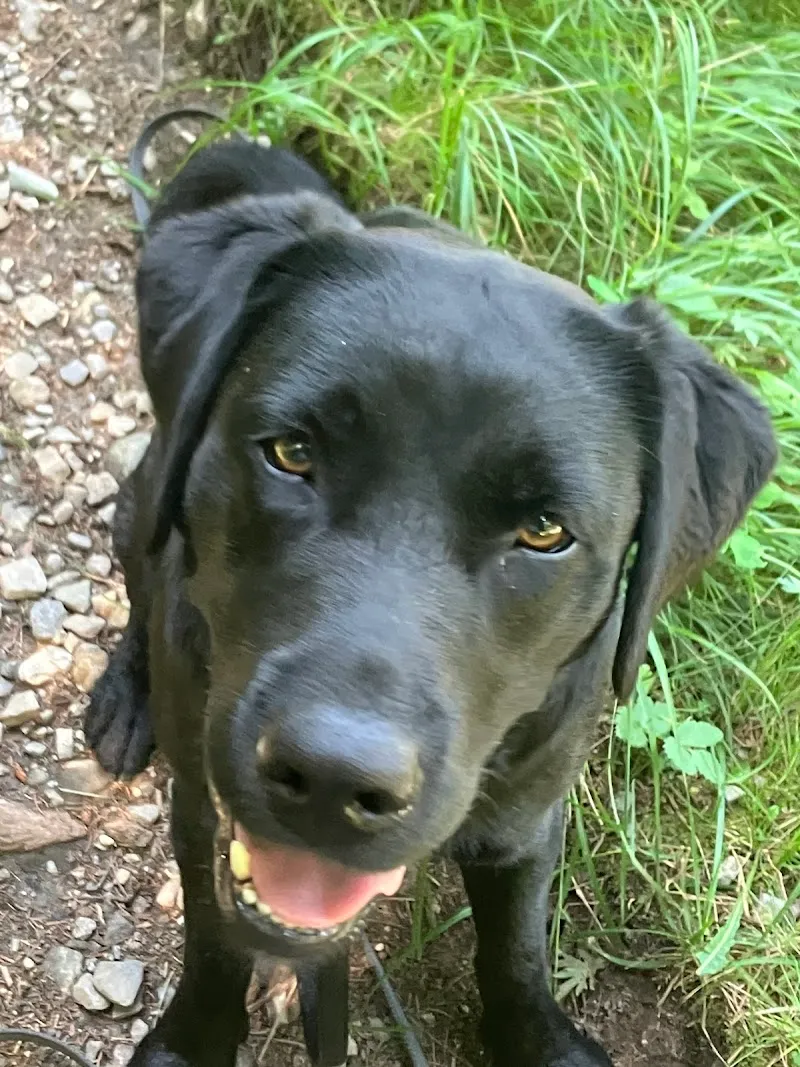 Hundeferienpension Blosenberg — Tierdienst, Gunzwil, Luzern. Foto 2
