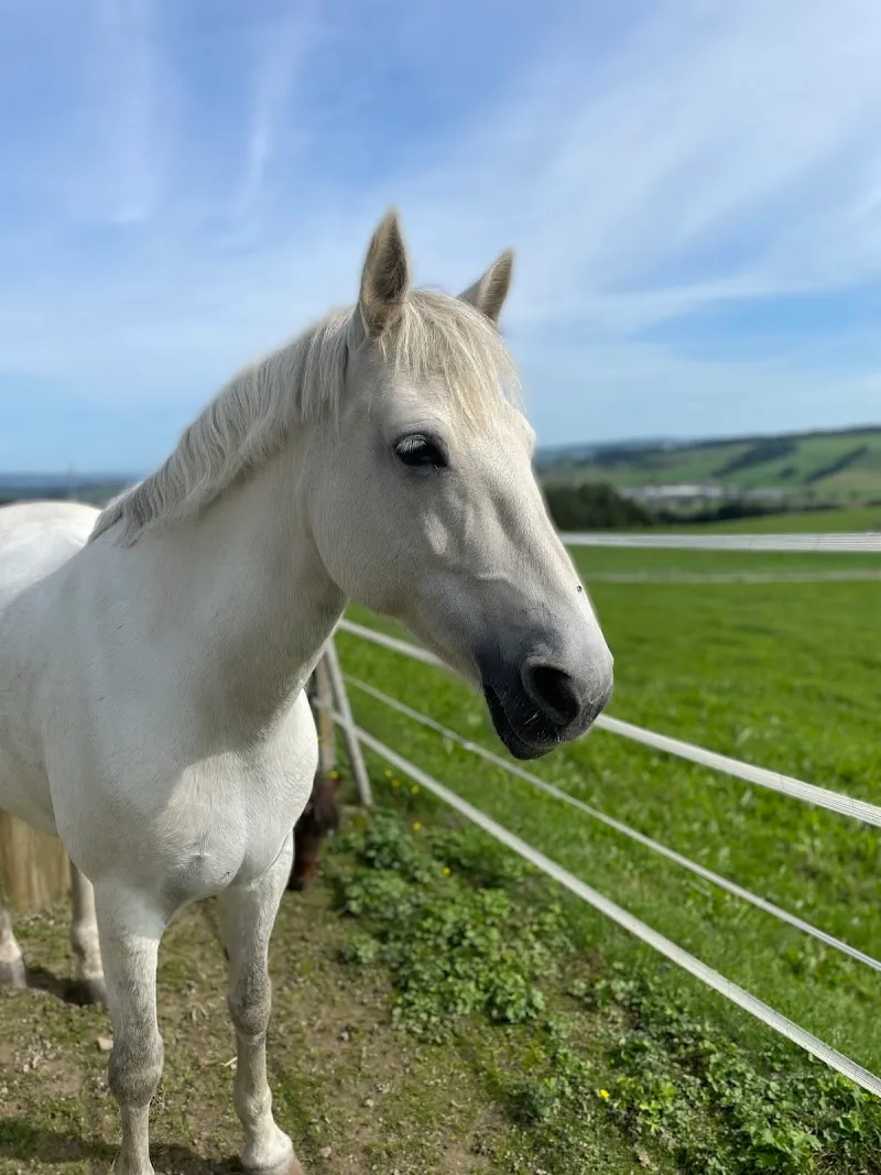Hundeferienpension Blosenberg — Tierdienst, Gunzwil, Luzern. Foto 3