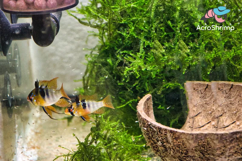 AcroShrimp devient Enderle NAC Animalerie — Zoofachhandel in Cortaillod, Neuenburg. Bewertung 5.0/5.