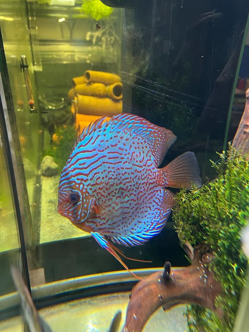 AcroShrimp devient Enderle NAC Animalerie — Zoofachhandel, Cortaillod, Neuenburg. Foto 2