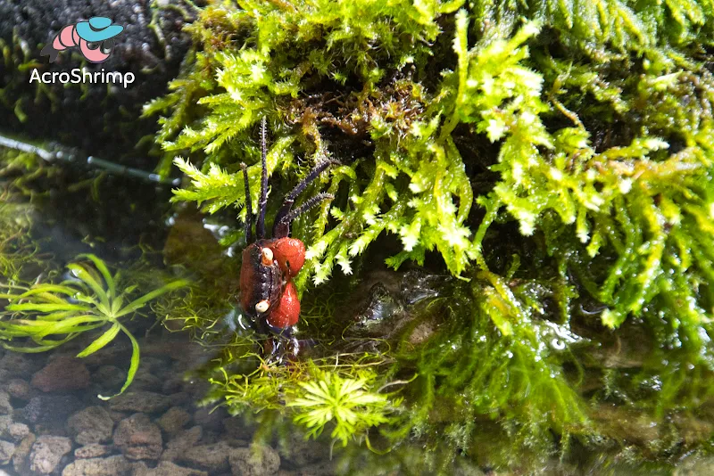 AcroShrimp devient Enderle NAC Animalerie — Zoofachhandel, Cortaillod, Neuenburg. Foto 3