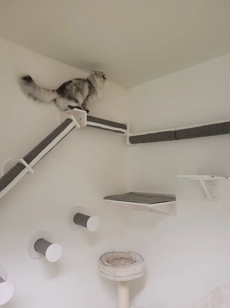 Katzenhotel-Alexa — Pension pour chats, Sempach Station, Lucerne. Foto 2