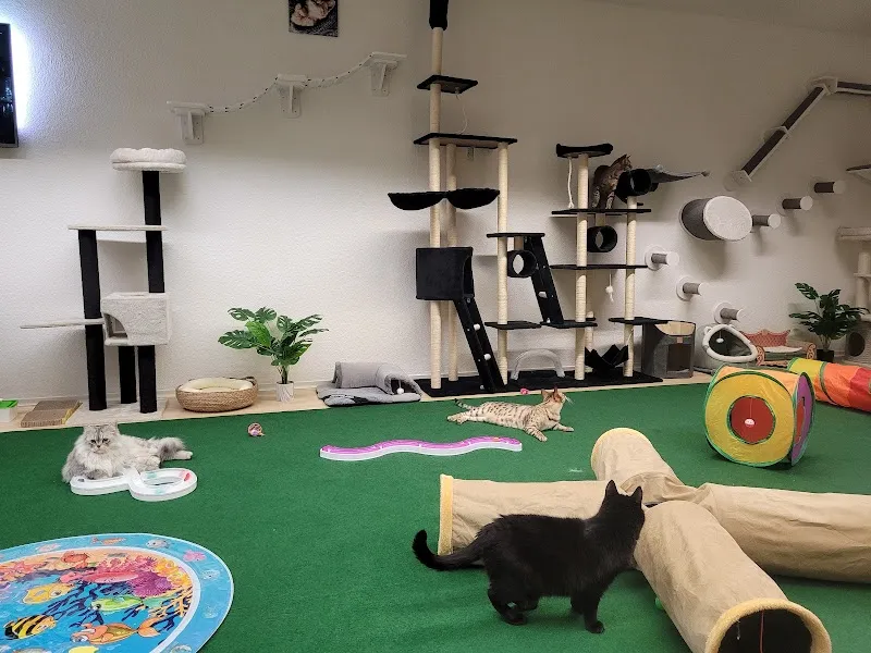 Katzenhotel-Alexa — Pension pour chats, Sempach Station, Lucerne. Foto 3