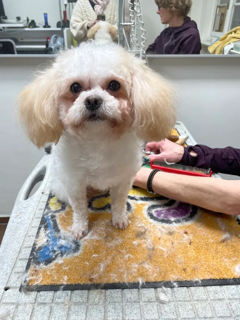 Katzensalon Lemo — Tierdienste in Luzern, Luzern. Bewertung 4.7/5.