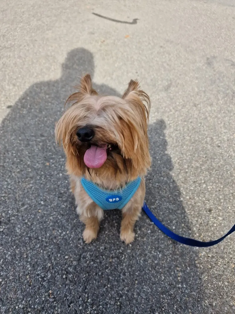 Katzensalon Lemo — Service animalier, Luzern, Lucerne. Foto 2